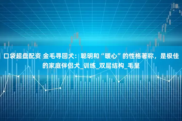 口袋超盘配资 金毛寻回犬：聪明和“暖心”的性格著称，是极佳的家庭伴侣犬_训练_双层结构_毛呈